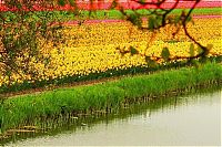 TopRq.com search results: Tulip fields, Keukenhof, The Netherlands