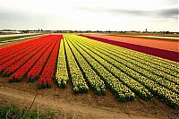 World & Travel: Tulip fields, Keukenhof, The Netherlands