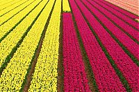 TopRq.com search results: Tulip fields, Keukenhof, The Netherlands