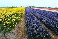 World & Travel: Tulip fields, Keukenhof, The Netherlands