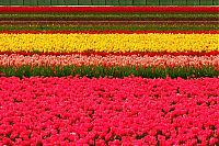 TopRq.com search results: Tulip fields, Keukenhof, The Netherlands