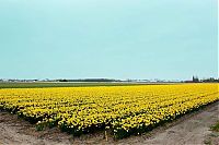 World & Travel: Tulip fields, Keukenhof, The Netherlands