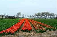 TopRq.com search results: Tulip fields, Keukenhof, The Netherlands