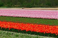 TopRq.com search results: Tulip fields, Keukenhof, The Netherlands