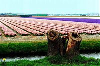 TopRq.com search results: Tulip fields, Keukenhof, The Netherlands