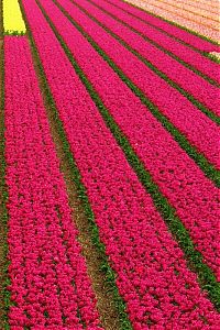 TopRq.com search results: Tulip fields, Keukenhof, The Netherlands