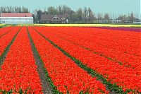 TopRq.com search results: Tulip fields, Keukenhof, The Netherlands