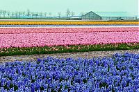 TopRq.com search results: Tulip fields, Keukenhof, The Netherlands