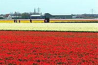 World & Travel: Tulip fields, Keukenhof, The Netherlands