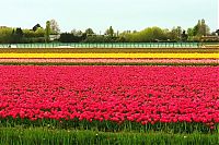 World & Travel: Tulip fields, Keukenhof, The Netherlands