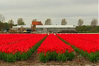 World & Travel: Tulip fields, Keukenhof, The Netherlands