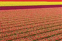 World & Travel: Tulip fields, Keukenhof, The Netherlands