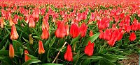 World & Travel: Tulip fields, Keukenhof, The Netherlands