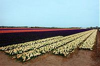 TopRq.com search results: Tulip fields, Keukenhof, The Netherlands