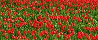 TopRq.com search results: Tulip fields, Keukenhof, The Netherlands