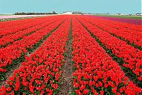 TopRq.com search results: Tulip fields, Keukenhof, The Netherlands