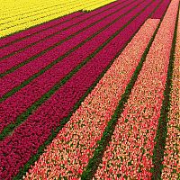 World & Travel: Tulip fields, Keukenhof, The Netherlands