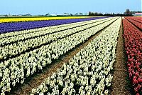 TopRq.com search results: Tulip fields, Keukenhof, The Netherlands