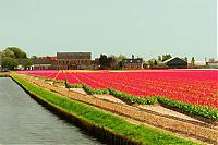 TopRq.com search results: Tulip fields, Keukenhof, The Netherlands