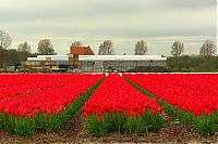 TopRq.com search results: Tulip fields, Keukenhof, The Netherlands