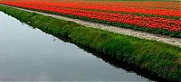 TopRq.com search results: Tulip fields, Keukenhof, The Netherlands