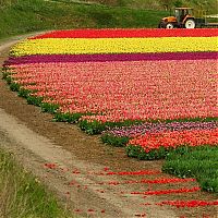 World & Travel: Tulip fields, Keukenhof, The Netherlands