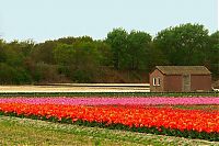 World & Travel: Tulip fields, Keukenhof, The Netherlands