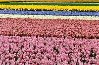 TopRq.com search results: Tulip fields, Keukenhof, The Netherlands