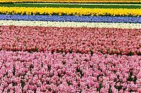 World & Travel: Tulip fields, Keukenhof, The Netherlands