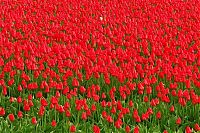 TopRq.com search results: Tulip fields, Keukenhof, The Netherlands