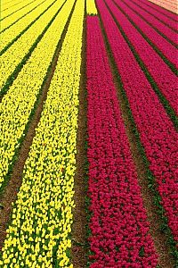 World & Travel: Tulip fields, Keukenhof, The Netherlands