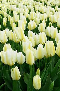 TopRq.com search results: Tulip fields, Keukenhof, The Netherlands