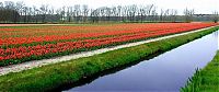 TopRq.com search results: Tulip fields, Keukenhof, The Netherlands