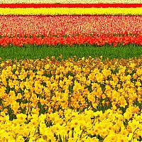 World & Travel: Tulip fields, Keukenhof, The Netherlands