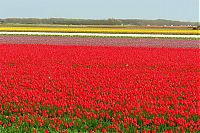 TopRq.com search results: Tulip fields, Keukenhof, The Netherlands