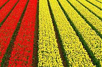 World & Travel: Tulip fields, Keukenhof, The Netherlands