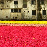 TopRq.com search results: Tulip fields, Keukenhof, The Netherlands