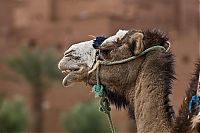 TopRq.com search results: The fortress at the river, Casbah Ait-Ben-Haddou