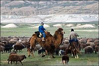 TopRq.com search results: Trip to West Kazakhstan, Mangyshlak Peninsula