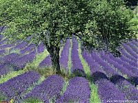 World & Travel: Lavender fields