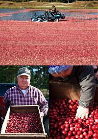 TopRq.com search results: Harvesting cranberries in England, United Kingdom