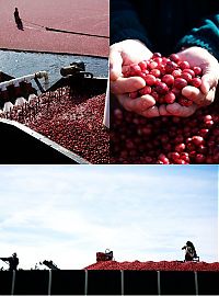 World & Travel: Harvesting cranberries in England, United Kingdom