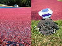 TopRq.com search results: Harvesting cranberries in England, United Kingdom