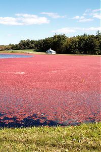 TopRq.com search results: Harvesting cranberries in England, United Kingdom