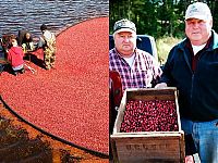 World & Travel: Harvesting cranberries in England, United Kingdom