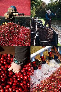 TopRq.com search results: Harvesting cranberries in England, United Kingdom
