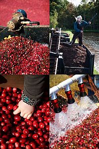 World & Travel: Harvesting cranberries in England, United Kingdom