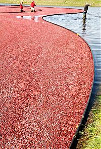 World & Travel: Harvesting cranberries in England, United Kingdom