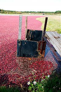 TopRq.com search results: Harvesting cranberries in England, United Kingdom