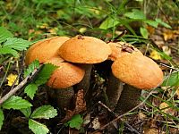 World & Travel: mushrooms